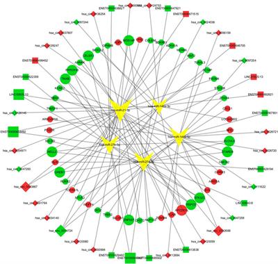 A Novel Competing Endogenous RNA Network Associated With the Pathogenesis of Graves’ Ophthalmopathy